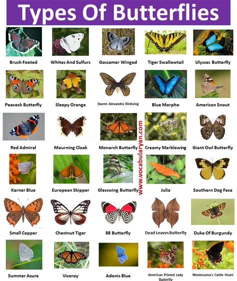 The Beginnings of Butterflies .